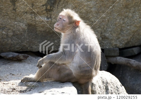気の抜けた猿 気の抜けた猿 120029255