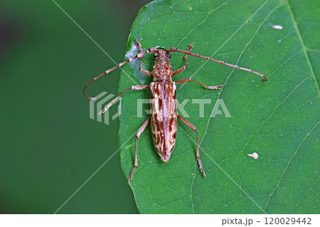 キマダラカミキリ Aeolesthes chrysothrix 120029442