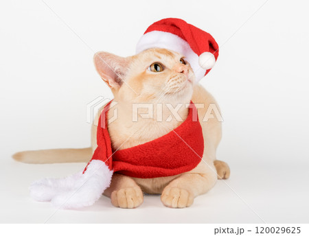Adorable Burmese kitten in Santa hat. 120029625