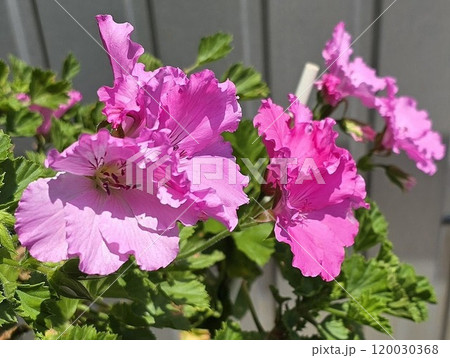ピンクのペチュニアが咲く庭 ピンクのペチュニアが咲く庭 120030368