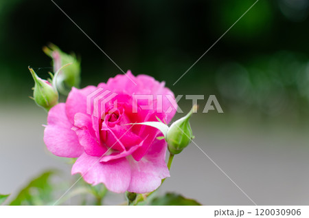 可憐なバラの花 120030906