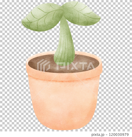 Green plants in pots 120030979