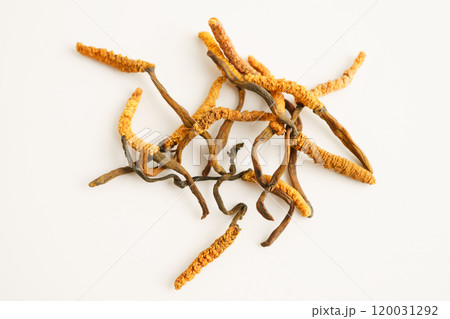 Cordyceps sinensis or Ophiocordyceps sinensis isolated on white background, mushroom herb treatment medicine. Cordyceps sinensis or Ophiocordyceps sinensis isolated on white background, mushroom herb treatment medicine. 120031292