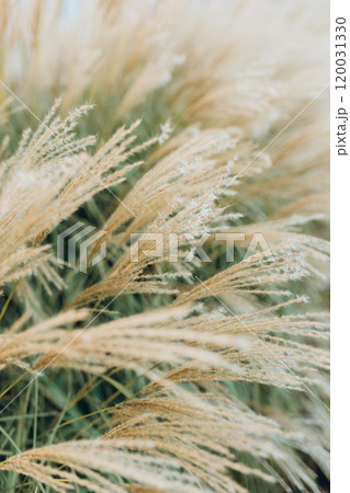 Abstract natural background of soft plants Cortaderia selloana. Pampas grass on a blurry bokeh, Dry reeds boho style. Fluffy stems of tall grass in autumn, soft focus. High quality photo Abstract natural background of soft plants Cortaderia selloana. Pampas grass on a blurry bokeh, Dry reeds boho style. Fluffy stems of tall grass in autumn, soft focus. High quality photo 120031330