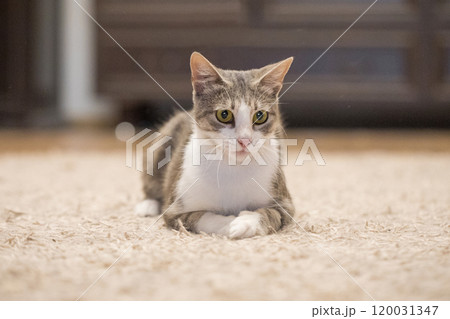 Sitting shorthair striped cat pet at home 120031347