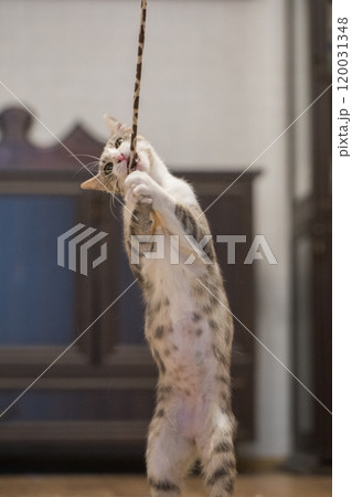 Tabby cat plays with a cat feather toy at home 120031348