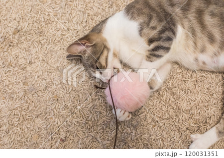Tabby cat plays with a fluffy ball toy at home Tabby cat plays with a fluffy ball toy at home 120031351