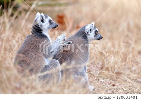 ワオキツネザル 120031401