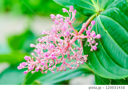 ピンクの花と緑の葉 ピンクの花と緑の葉 120031438