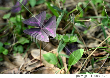 特徴的な葉をもつ「紫の舞」オキザリス・トリアングラリス 特徴的な葉をもつ「紫の舞」オキザリス・トリアングラリス 120031672