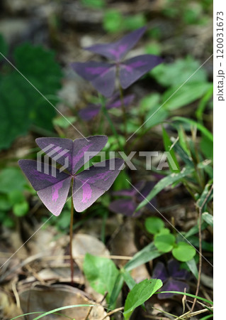 特徴的な葉をもつ「紫の舞」オキザリス・トリアングラリス 120031673