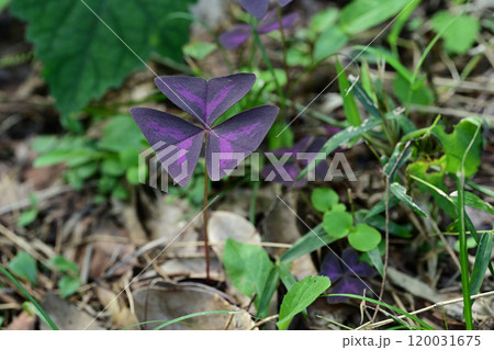特徴的な葉をもつ「紫の舞」オキザリス・トリアングラリス 120031675