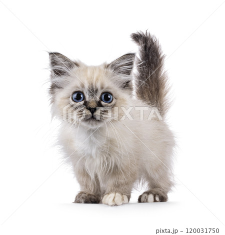 Sacred Birman cat kitten on white background 120031750