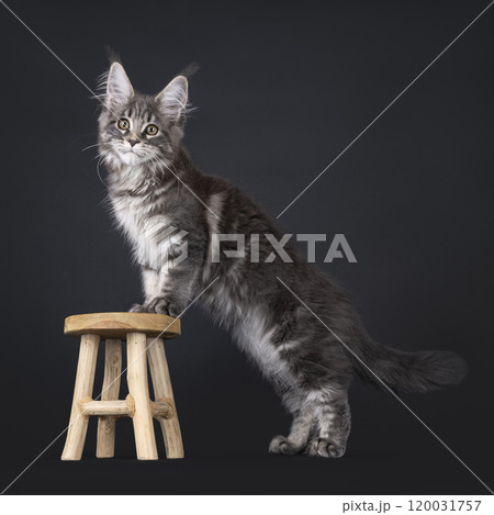 Maine Coon cat on black background Maine Coon cat on black background 120031757