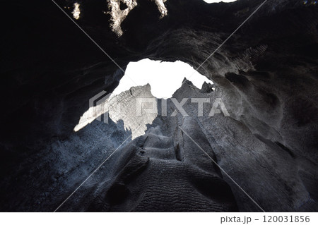 Giant burnt Sequoia Trees in Sequoia National Park, California, US wildlife landscape 120031856