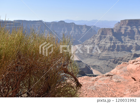 Grand Canyon, mountains and bushes background, US national parks wildlife landscape 120031992