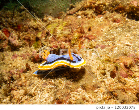 A Chromodoris annae nudibranch crawling on hard corals in Puerto Galera, Philippines 120032078