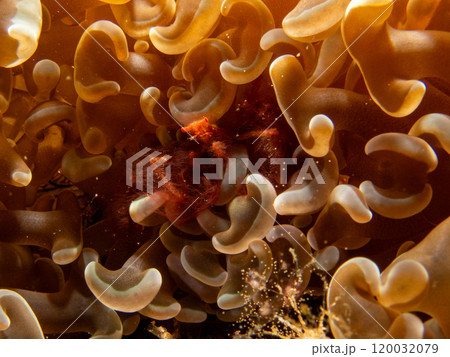 An Orangutang crab, Achaeus japonicus, on a sea anemone in Puerto Galera, Philippines 120032079