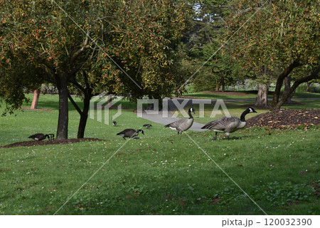 Ducks walking through the park against the background of green grass and trees Ducks walking through the park against the background of green grass and trees 120032390