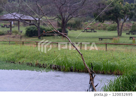 雨のかわせみ‐厳島湿地公園 120032695