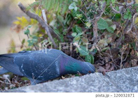 ハト ハト 120032871