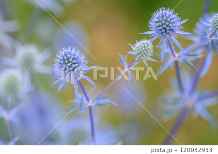 The pale blue inflorescence is another embodiment of abstraction 120032933