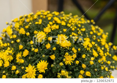 Colorful yellow chrysanthemum flower bloom in the farm. Autumn background. Yellow flower lawn daisy dandelion Colorful yellow chrysanthemum flower bloom in the farm. Autumn background. Yellow flower lawn daisy dandelion 120032971