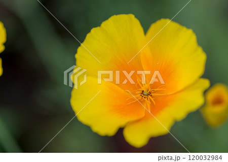 A bright yellow flower in a flower bed A bright yellow flower in a flower bed 120032984