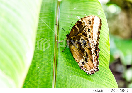 Beautiful butterfly Enodia Anthedon on green leaves in the garden. Lepidopteron 120035007