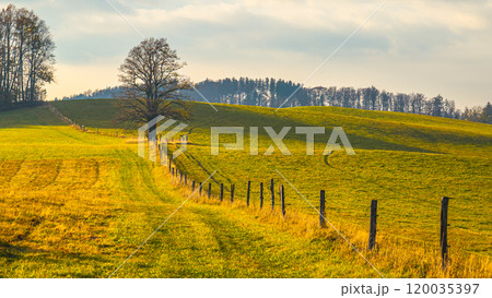Rolling hills stretch under a soft sky, featuring a solitary tree next to a rustic fence. The warm light highlights the grassy meadow, inviting a sense of tranquility and openness. 120035397