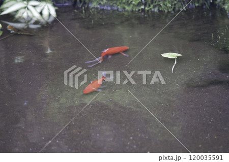 池で泳ぐ鯉 120035591