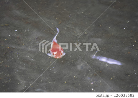 水に浮かぶ鯉 120035592