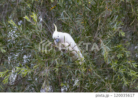 An adult white cockatoo sitting in a lush foliage tree 120035617