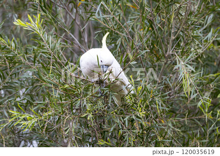 An adult white cockatoo sitting in a lush foliage tree An adult white cockatoo sitting in a lush foliage tree 120035619