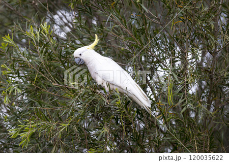 An adult white cockatoo sitting in a lush foliage tree An adult white cockatoo sitting in a lush foliage tree 120035622