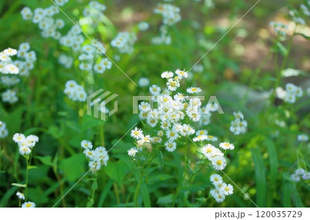 ヒメジョオンの花 120035729