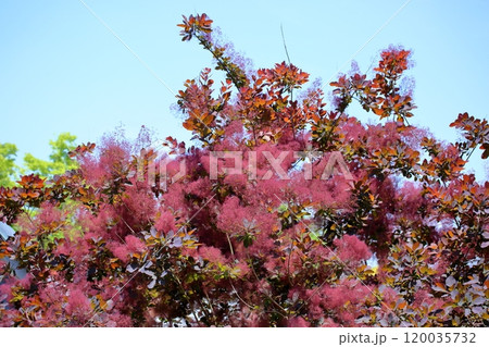 スモークツリーの花 120035732