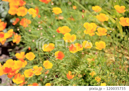 爽やか　ハナビシソウの花 120035735