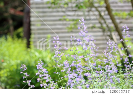 爽やか　サルビアの花　レペンス 120035737