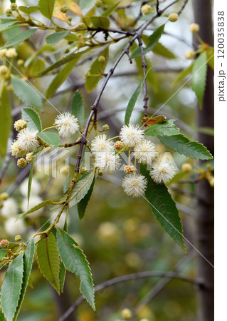 Flowers of Australian native Black Wattle, Callicoma serratifolia, family Cunoniaceae. Endemic to moist creek gullies of coastal NSW to SE Queensland. Used by early settlers for wattle and daub huts 120035838