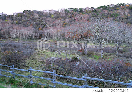 白樺牧場　冬まじか　晩秋の紅葉　11月の早朝風景　　　 120035846