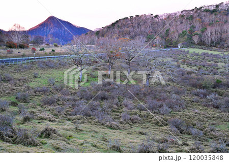 白樺牧場　冬まじか　晩秋の紅葉　11月の早朝風景　　　 120035848