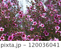 Beautiful spring bokeh background of Australian native pink Manuka tea tree flowers, Leptospermum scoparium, family Myrtaceae. Endemic to southeastern Australia 120036041
