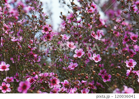 Beautiful spring bokeh background of Australian native pink Manuka tea tree flowers, Leptospermum scoparium, family Myrtaceae. Endemic to southeastern Australia Beautiful spring bokeh background of Australian native pink Manuka tea tree flowers, Leptospermum scoparium, family Myrtaceae. Endemic to southeastern Australia 120036041