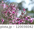 Beautiful spring bokeh background of Australian native pink Manuka tea tree flowers, Leptospermum scoparium, family Myrtaceae. Endemic to southeastern Australia in NSW, Victoria and Tasmania. 120036042