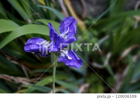 春3月の庭に咲いく紫色のイチハツの花 120036109