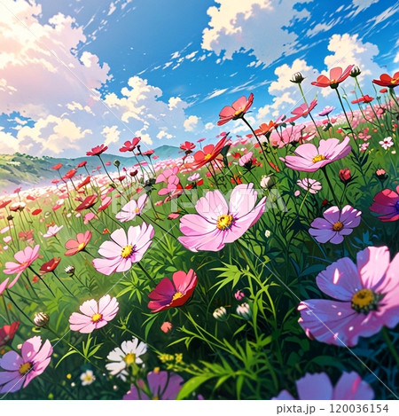 太陽に照らされるコスモス 120036154