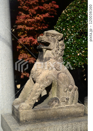 大阪福島了徳院参道の狛犬-2 大阪福島了徳院参道の狛犬-2 120036160