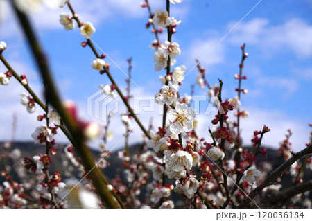 白梅 白梅 120036184