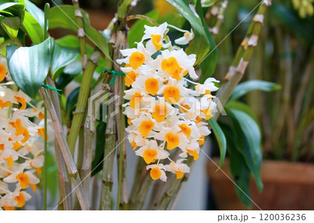 デンドロビウムの花　シルシフロラム 120036236